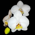 Phal. amabilis 'Angel Orchids'